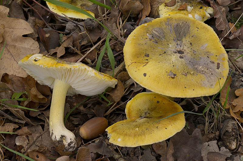 Tricholoma sejunctum
